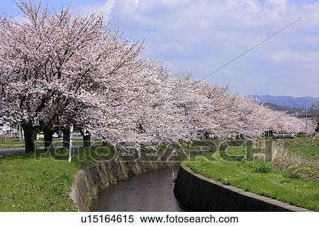 Stock Photography - Cherry Blossom Trees by Yasegawa River. Fotosearch