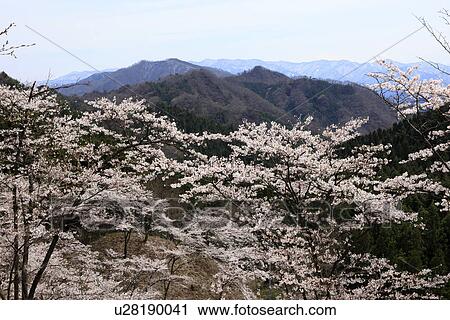 Stock Image - Cherry Blossom Trees in Mountains. Fotosearch