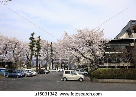Cherry Blossom Trees in Parking Lot View Large Photo Image Stock Image - Cherry Blossom Trees in Parking Lot. Fotosearch