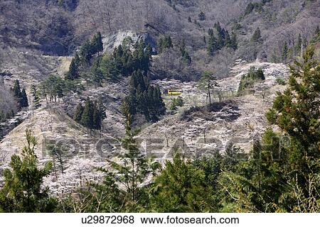 Cherry Blossom Trees in Valley View Large Photo Image Stock Photo - Cherry Blossom Trees in Valley. Fotosearch