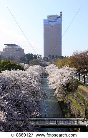 Cherry Blossom Trees Lining Canal View Large Photo Image Stock Photo - Cherry Blossom Trees Lining Canal. Fotosearch