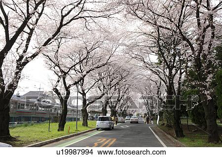 Picture - Cherry Blossom Trees Lining Road. Fotosearch