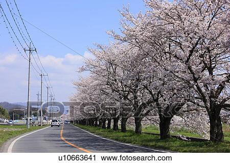 Stock Image - Cherry Blossom Trees Lining Road. Fotosearch