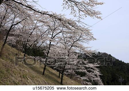 Stock Photography - Cherry Blossom Trees on Hill. Fotosearch