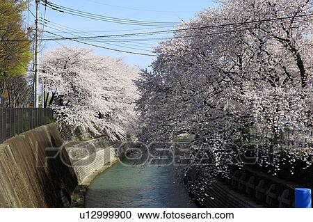 Stock Image - Cherry Blossom Trees Over Canal. Fotosearch