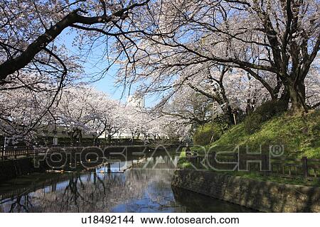 Picture - Cherry Blossom Trees over Moat. Fotosearch