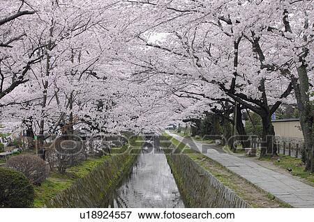 Cherry Blossom Trees Over River View Large Photo Image Stock Photo - Cherry Blossom Trees Over River. Fotosearch