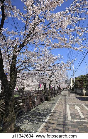 Cherry Blossom Trees View Large Photo Image Picture - Cherry Blossom Trees. Fotosearch