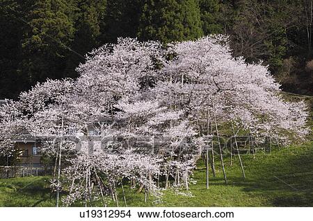 Cherry Blossom Trees View Large Photo Image Picture - Cherry Blossom Trees. Fotosearch