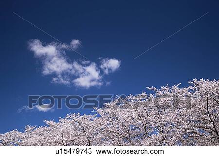 Cherry Blossom Trees View Large Photo Image Stock Image - Cherry Blossom Trees. Fotosearch