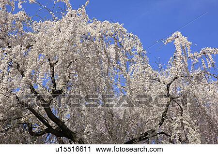 Cherry Blossom Trees View Large Photo Image Stock Image - Cherry Blossom Trees. Fotosearch