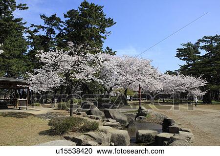 Cherry Blossom Trees View Large Photo Image Stock Image - Cherry Blossom Trees. Fotosearch