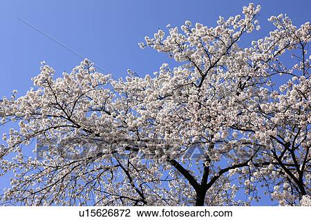 Cherry Blossom Trees View Large Photo Image Stock Image - Cherry Blossom Trees. Fotosearch