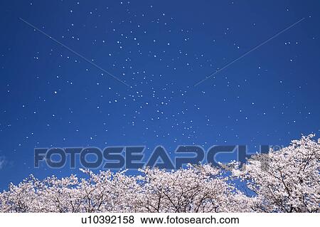 Cherry Blossom Trees View Large Photo Image Stock Photo - Cherry Blossom Trees. Fotosearch