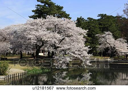 Cherry Blossom Trees View Large Photo Image Stock Photo - Cherry Blossom Trees. Fotosearch