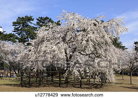 Cherry Blossom Trees View Large Photo Image Stock Photo - Cherry Blossom Trees. Fotosearch