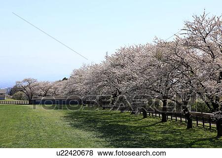 Cherry Blossom Trees View Large Photo Image Stock Photo - Cherry Blossom Trees. Fotosearch