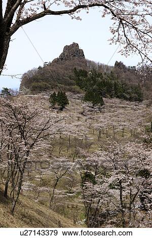 Stock Photo - Cherry Blossom Trees. Fotosearch