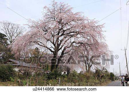 Cherry Blossom Trees View Large Photo Image Stock Photograph - Cherry Blossom Trees. Fotosearch