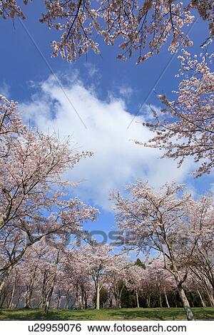 Stock Photograph - Cherry Blossom Trees. Fotosearch