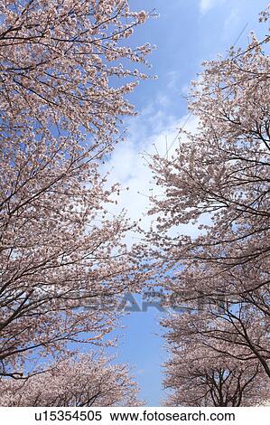 Cherry Blossom Trees View Large Photo Image Stock Photography - Cherry Blossom Trees. Fotosearch