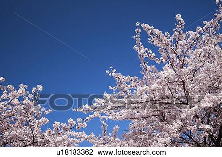 Stock Image - Cherry Blossoms Against Blue Sky. Fotosearch