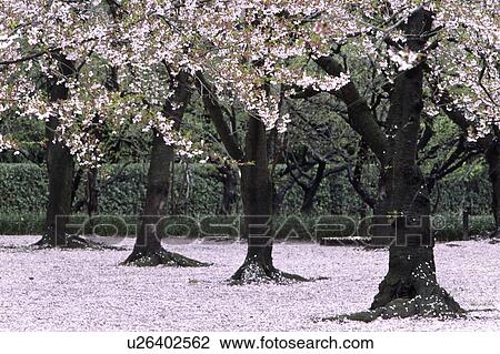Cherry blossoms and fallen petals, Okayama Prefecture, Japan View Large Photo Image Stock Image - Cherry blossoms and fallen petals, Okayama Prefecture, Japan. Fotosearch
