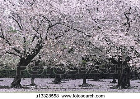 Cherry blossoms and fallen petals, Okayama Prefecture, Japan View Large Photo Image Stock Photo - Cherry blossoms and fallen petals, Okayama Prefecture, Japan. Fotosearch