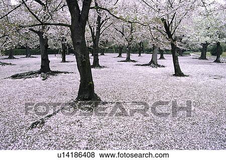Stock Photo - Cherry blossoms and fallen petals, Okayama Prefecture, Japan. Fotosearch