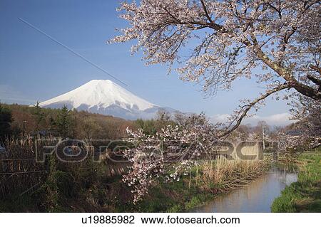 Stock Image - Cherry Blossoms and Mount Fuji. Fotosearch