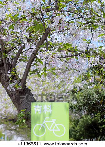 Cherry Blossoms and Sign for Bicycle Park View Large Photo Image Stock Image - Cherry Blossoms and Sign for Bicycle Park. Fotosearch