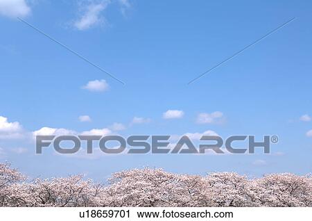 Stock Image - Cherry blossoms and sky, Ibaraki Prefecture, Honshu, Japan. Fotosearch