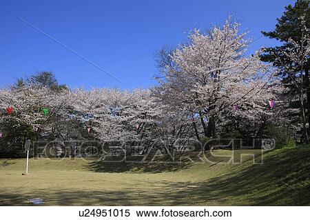 Stock Photography - Cherry Blossoms in Park. Fotosearch
