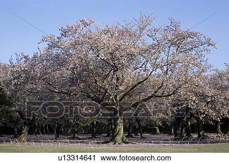 Cherry blossoms, Okayama Prefecture, Japan View Large Photo Image Stock Image - Cherry blossoms, Okayama Prefecture, Japan. Fotosearch