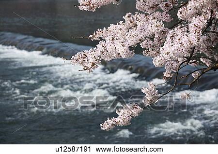 Cherry Blossoms Over River View Large Photo Image Stock Image - Cherry Blossoms Over River. Fotosearch