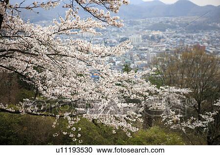 Cherry Blossoms View Large Photo Image Stock Image - Cherry Blossoms. Fotosearch