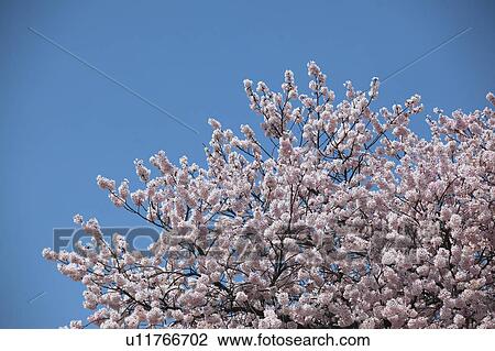 Stock Image - Cherry Blossoms. Fotosearch