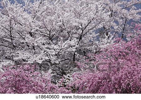 Cherry Blossoms View Large Photo Image Stock Image - Cherry Blossoms. Fotosearch
