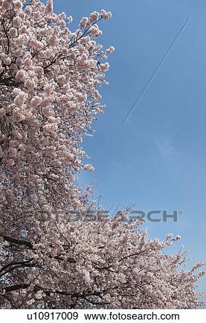 Stock Photo - Cherry Blossoms. Fotosearch