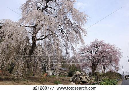 Cherry Blossoms View Large Photo Image Stock Photo - Cherry Blossoms. Fotosearch