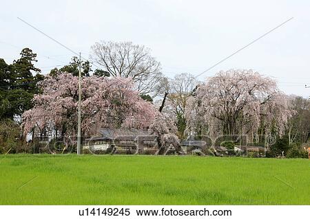 Cherry Blossoms Trees and Field View Large Photo Image Stock Photography - Cherry Blossoms Trees and Field. Fotosearch