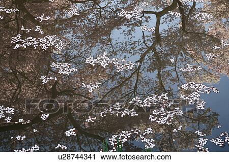 Stock Image - Cherry Petals Floating on Water. Fotosearch