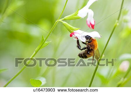 Cherry Sage Flower and Bee View Large Photo Image Stock Image - Cherry Sage Flower and Bee. Fotosearch