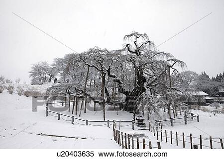 Stock Photography - Cherry Tree in Winter. Fotosearch
