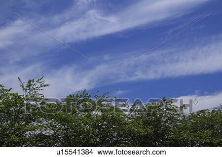 Cherry trees and sky, Chiba Prefecture, Honshu, Japan View Large Photo Image Picture - Cherry trees and sky, Chiba Prefecture, Honshu, Japan. Fotosearch