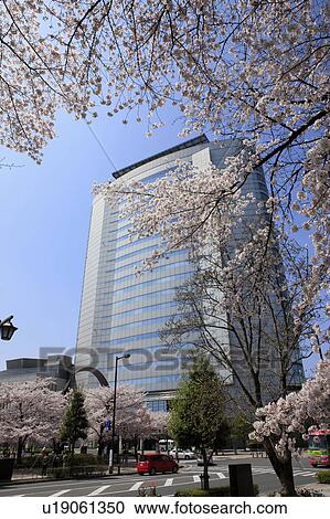 Chery Blossom Trees View Large Photo Image Stock Image - Chery Blossom Trees. Fotosearch