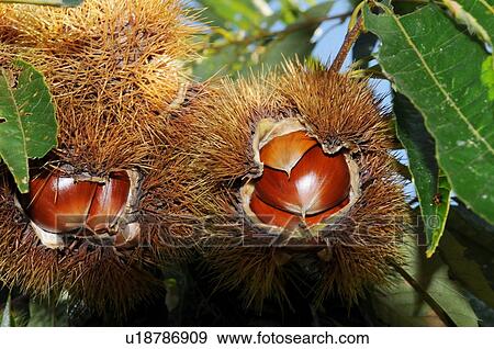 Chestnuts, Hyogo Prefecture, Japan View Large Photo Image Stock Photo - Chestnuts, Hyogo Prefecture, Japan. Fotosearch