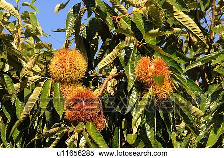 Stock Photography - Chestnuts, Hyogo Prefecture, Japan. Fotosearch