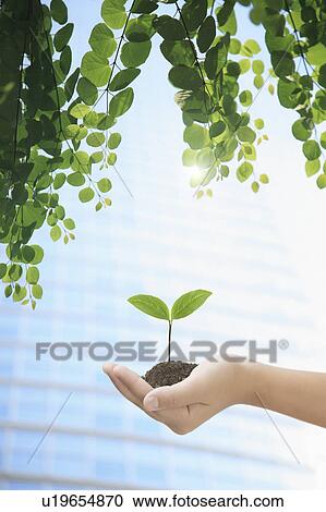 Stock Image - Child's Hand Holding Seedling. Fotosearch
