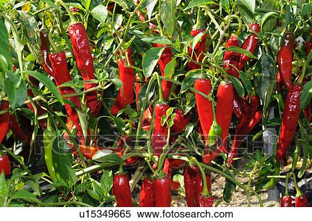 Stock Photography - Chili pepper growing on plant, Hyogo Prefecture, Japan. Fotosearch